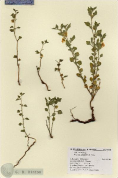 URN_catalog_HBHinton_herbarium_18978.jpg.jpg
