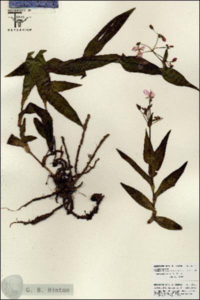 URN_catalog_HBHinton_herbarium_25841.jpg.jpg
