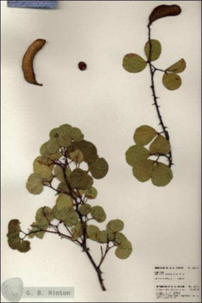 URN_catalog_HBHinton_herbarium_23356.jpg.jpg