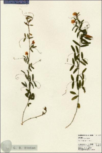 URN_catalog_HBHinton_herbarium_24049.jpg.jpg