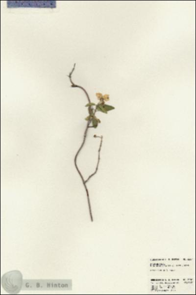 URN_catalog_HBHinton_herbarium_23364.jpg.jpg