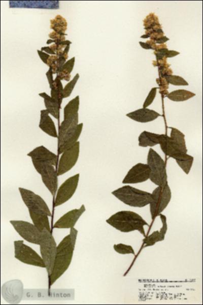URN_catalog_HBHinton_herbarium_21617.jpg.jpg