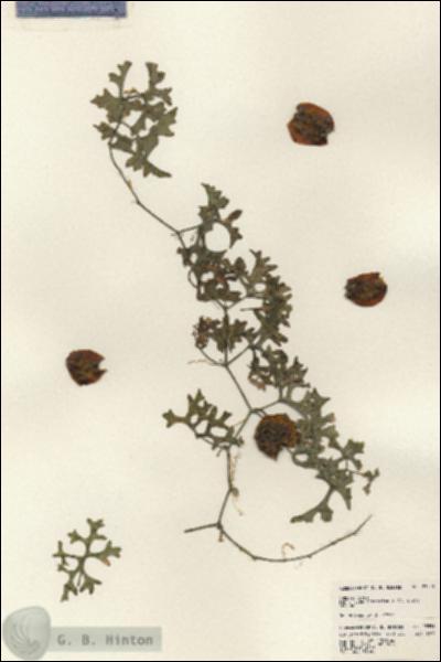 URN_catalog_HBHinton_herbarium_23551.jpg.jpg