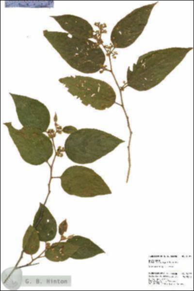 URN_catalog_HBHinton_herbarium_24097.jpg.jpg