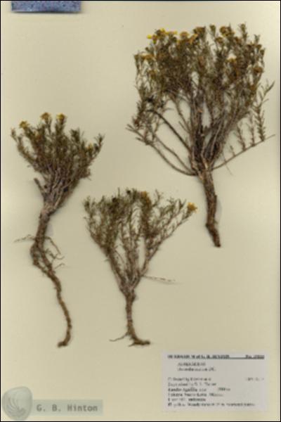 URN_catalog_HBHinton_herbarium_19855.jpg.jpg