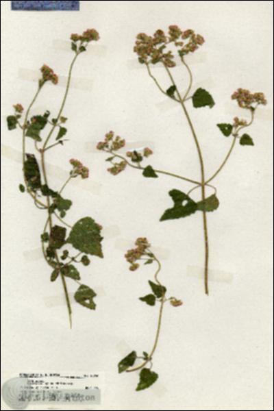 URN_catalog_HBHinton_herbarium_20056.jpg.jpg