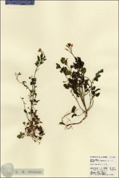 URN_catalog_HBHinton_herbarium_22651.jpg.jpg