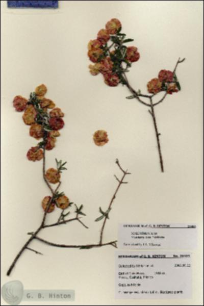 URN_catalog_HBHinton_herbarium_28465.jpg.jpg