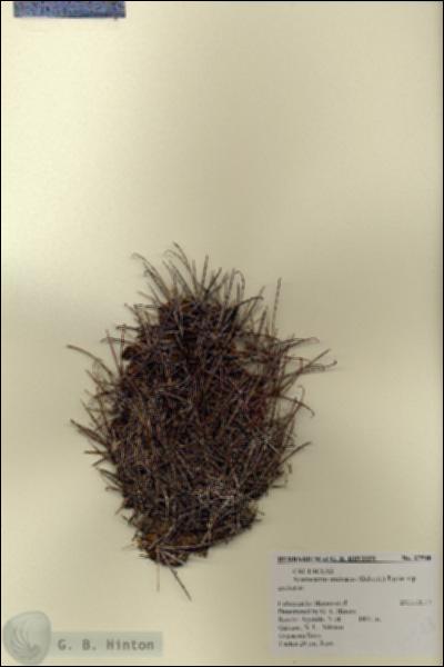 URN_catalog_HBHinton_herbarium_27548.jpg.jpg