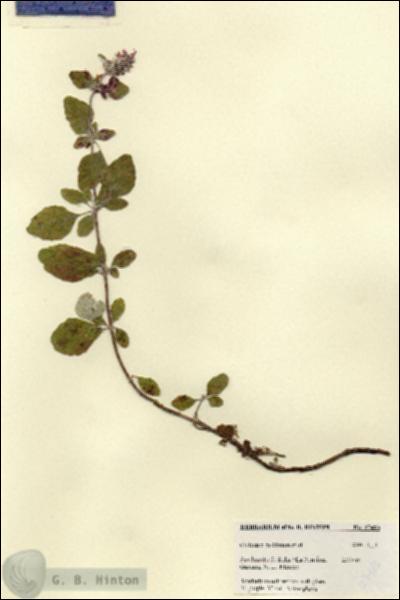 URN_catalog_HBHinton_herbarium_27483.jpg.jpg