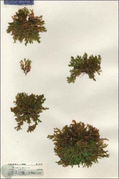 URN_catalog_HBHinton_herbarium_20059.jpg.jpg