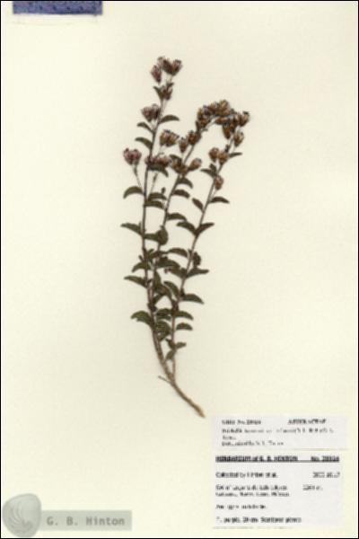 URN_catalog_HBHinton_herbarium_28024.jpg.jpg