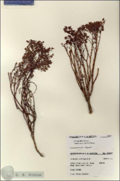 URN_catalog_HBHinton_herbarium_28307.jpg.jpg