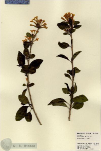 URN_catalog_HBHinton_herbarium_22623.jpg.jpg