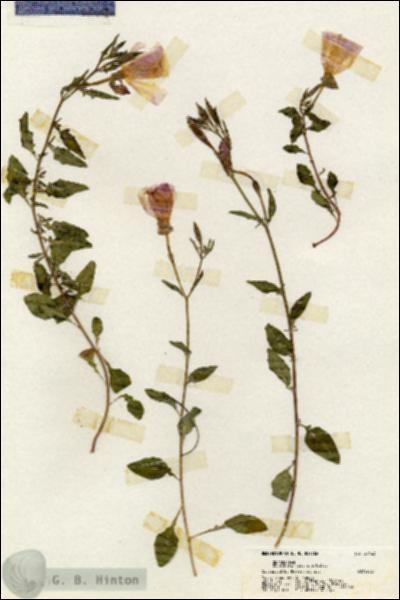URN_catalog_HBHinton_herbarium_20163.jpg.jpg