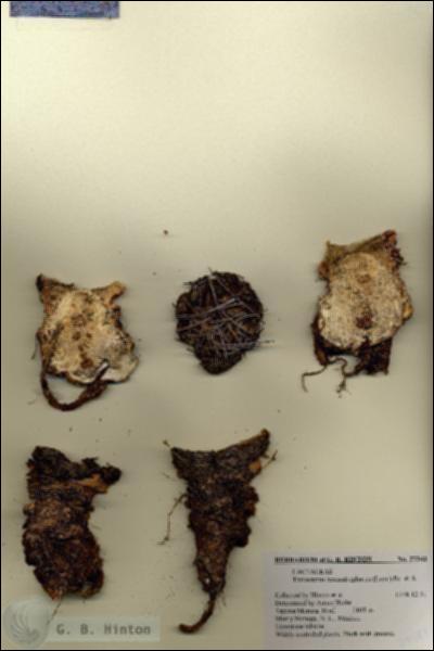 URN_catalog_HBHinton_herbarium_27343.jpg.jpg