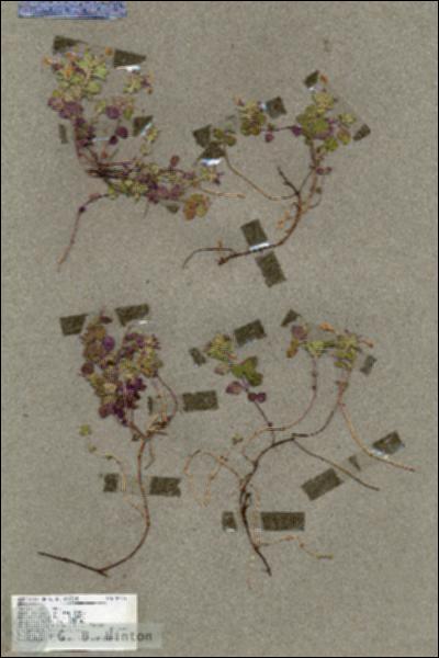 URN_catalog_HBHinton_herbarium_18405.jpg.jpg