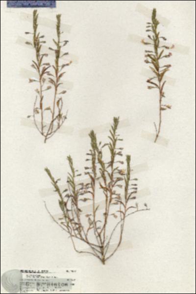 URN_catalog_HBHinton_herbarium_19877.jpg.jpg