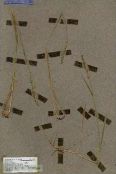 URN_catalog_HBHinton_herbarium_17242.jpg.jpg