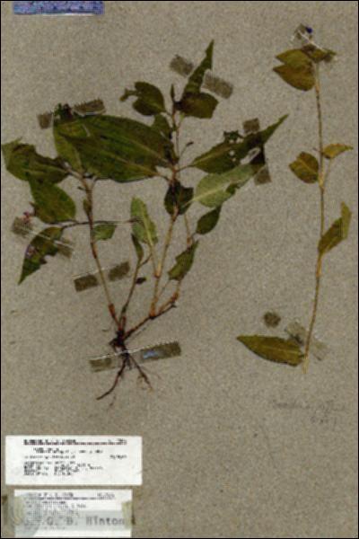 URN_catalog_HBHinton_herbarium_17646.jpg.jpg