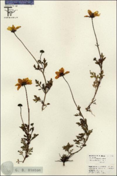 URN_catalog_HBHinton_herbarium_26155.jpg.jpg