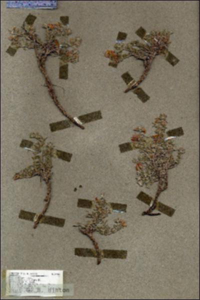URN_catalog_HBHinton_herbarium_19583.jpg.jpg