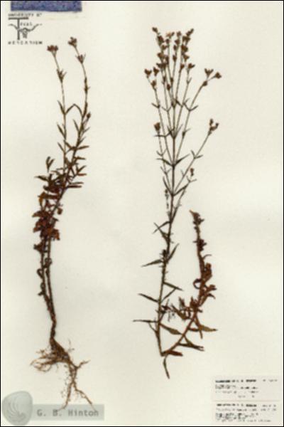 URN_catalog_HBHinton_herbarium_26352.jpg.jpg