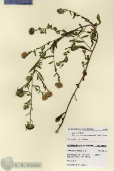 URN_catalog_HBHinton_herbarium_27935.jpg.jpg