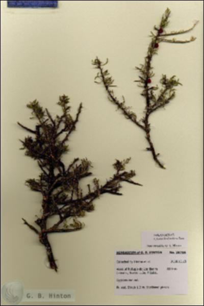 URN_catalog_HBHinton_herbarium_28756.jpg.jpg