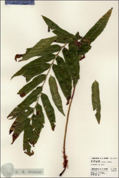 URN_catalog_HBHinton_herbarium_24583.jpg.jpg