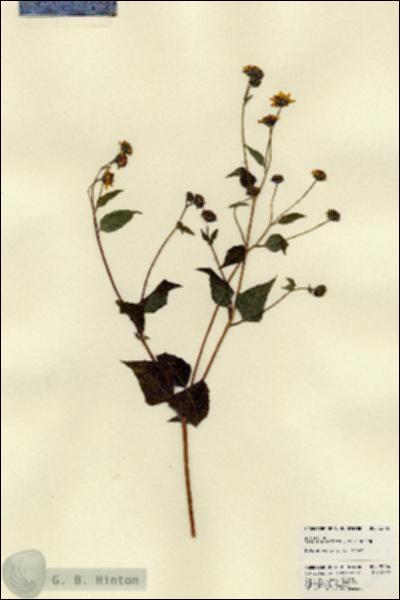URN_catalog_HBHinton_herbarium_22466.jpg.jpg