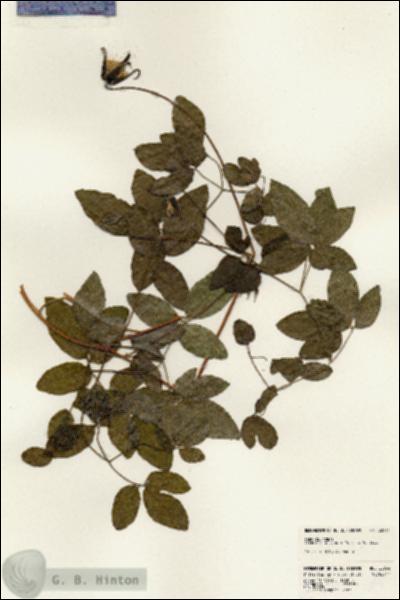 URN_catalog_HBHinton_herbarium_22934.jpg.jpg