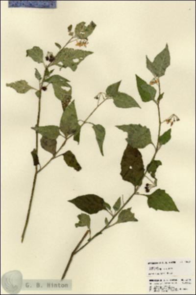 URN_catalog_HBHinton_herbarium_23480.jpg.jpg