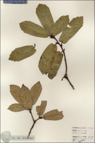 URN_catalog_HBHinton_herbarium_25168.jpg.jpg