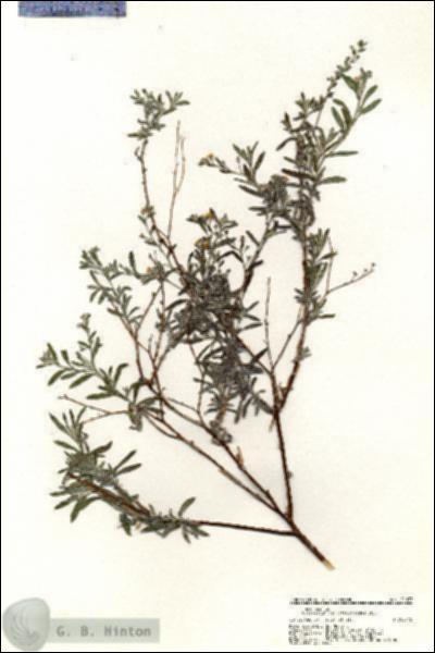 URN_catalog_HBHinton_herbarium_21037.jpg.jpg