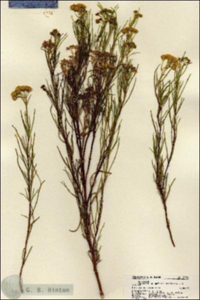 URN_catalog_HBHinton_herbarium_22330.jpg.jpg