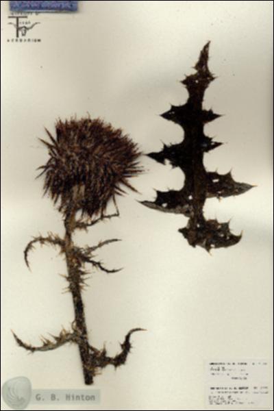 URN_catalog_HBHinton_herbarium_26153.jpg.jpg