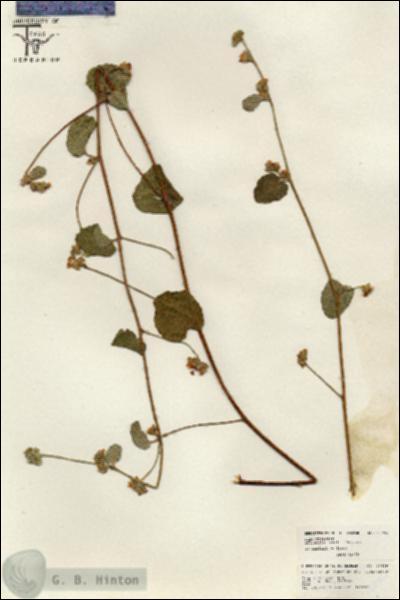 URN_catalog_HBHinton_herbarium_26499.jpg.jpg