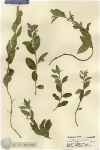 URN_catalog_HBHinton_herbarium_21452.jpg.jpg