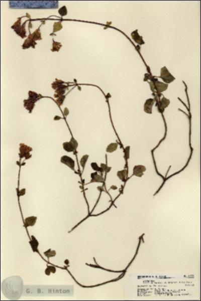 URN_catalog_HBHinton_herbarium_21593.jpg.jpg