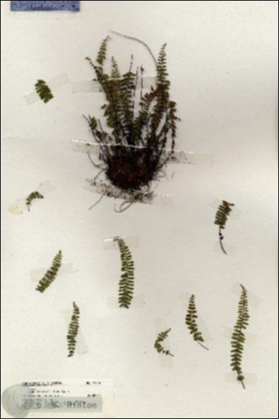 URN_catalog_HBHinton_herbarium_19709.jpg.jpg