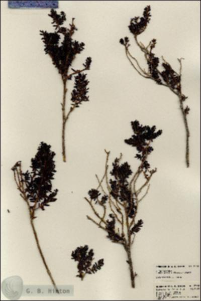 URN_catalog_HBHinton_herbarium_23552.jpg.jpg