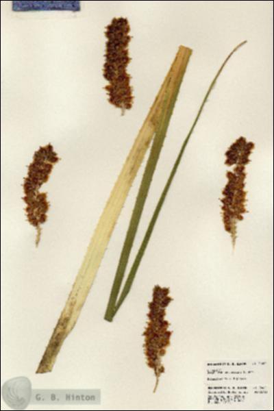 URN_catalog_HBHinton_herbarium_24421.jpg.jpg