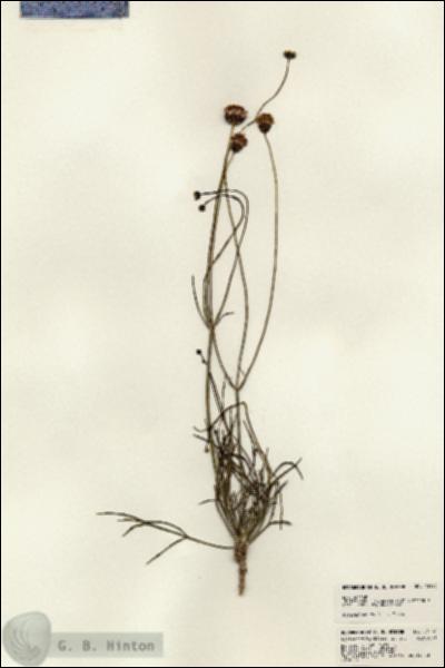 URN_catalog_HBHinton_herbarium_23196.jpg.jpg