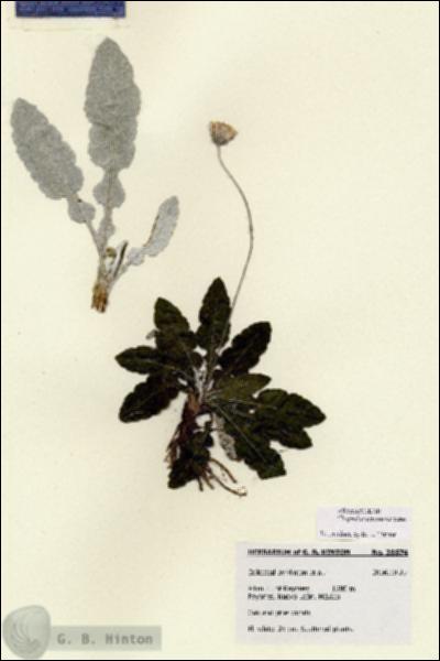 URN_catalog_HBHinton_herbarium_28574.jpg.jpg