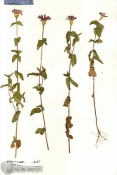 URN_catalog_HBHinton_herbarium_20583.jpg.jpg