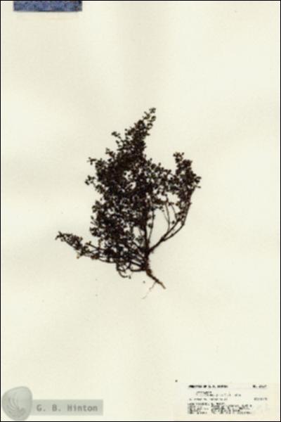 URN_catalog_HBHinton_herbarium_21694.jpg.jpg