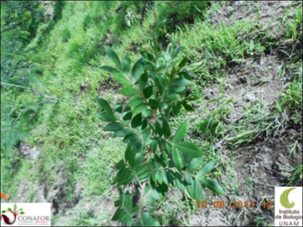 72022_S4_HJ1_20130810_001_001.jpg.jpg