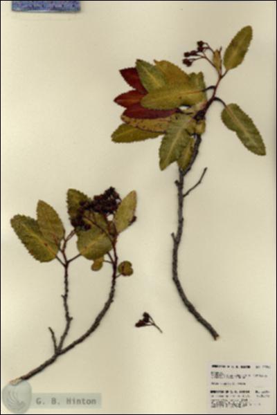 URN_catalog_HBHinton_herbarium_22704.jpg.jpg