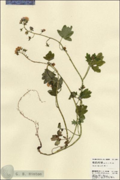 URN_catalog_HBHinton_herbarium_23322.jpg.jpg